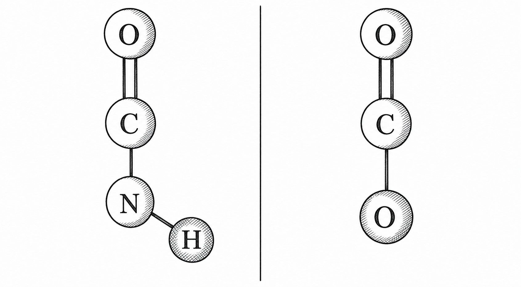 Amide vs ester bond diagram